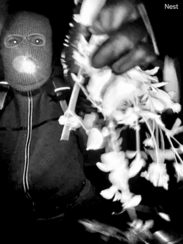 El sospechoso enmascarado, cuya imagen fue captada por la cámara del timbre, no ha sido identificado públicamente ni arrestado.FBI