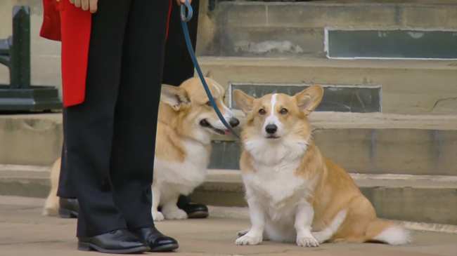 Los cachorros Muick y Sandy fueron fotografiados en el Castillo de Windsor el lunes