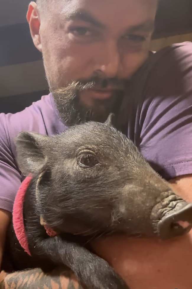              Jason Momoa es capturado sosteniendo al cerdo salvaje despues de conocer al animal en el set de su nuevo proyecto de Netflix Slumberland            