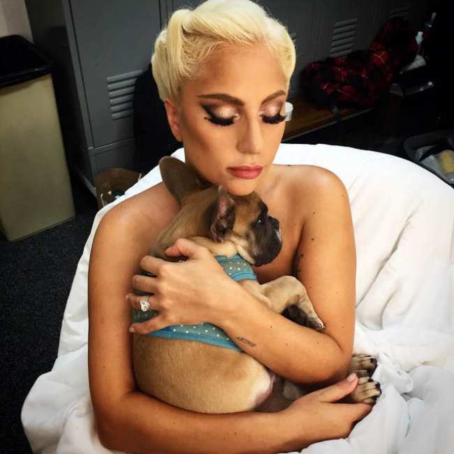 Lady Gaga abrazando a un bulldog frances