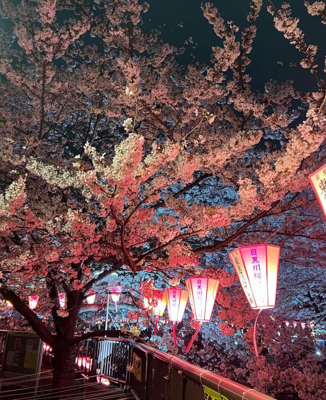 Publico una impresionante escena de los cerezos en flor de Tokio