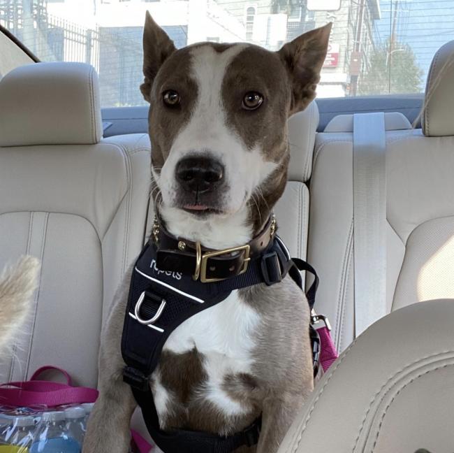 La perra cuenta con su propio Instagram que afirma con orgullo que Madix es su madre