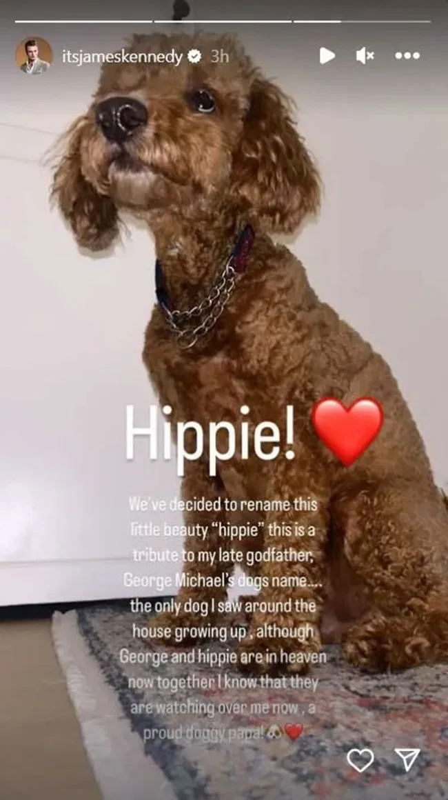 El canino ahora se conoce como Hippie.