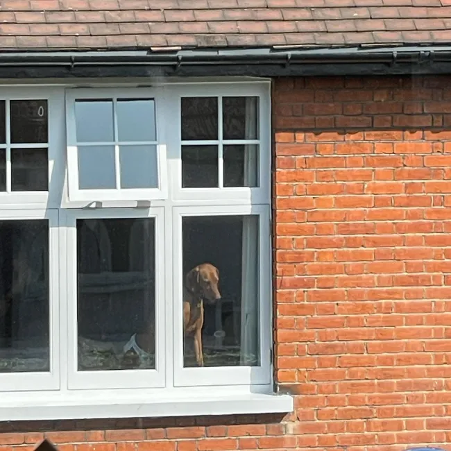 La publicación presenta una fotografía artística de un perro mirando por la ventana de un edificio de gran altura.