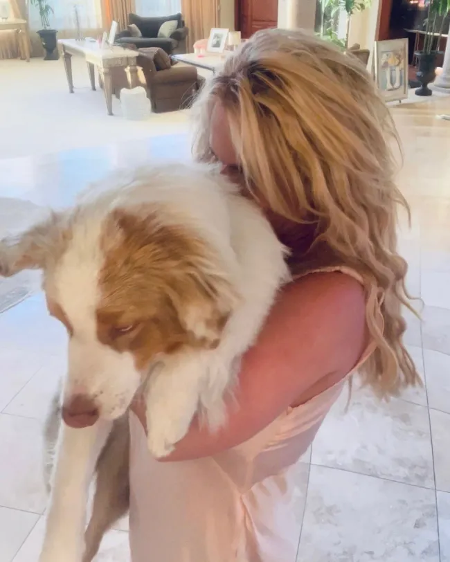 Según los informes, uno de los perros de Britney sufrió una 