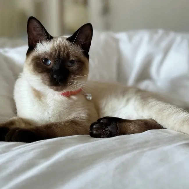 Karma es el primer felino de la actriz, mientras que Swift es una orgullosa madre de tres gatos.therealmariskahargitay/Instagram