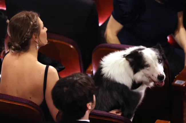 Messi el perro en los Oscar 2024.