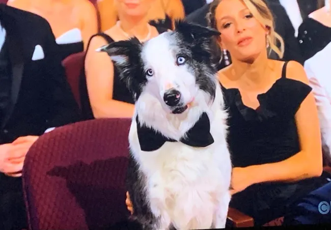 Messi el perro en los Oscar 2024