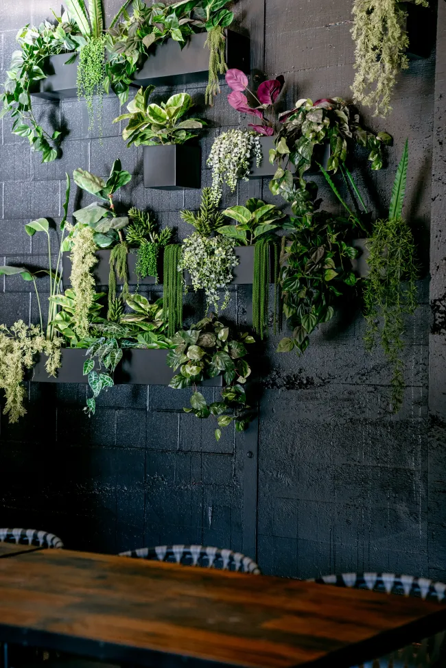 una pared de plantas colgantes