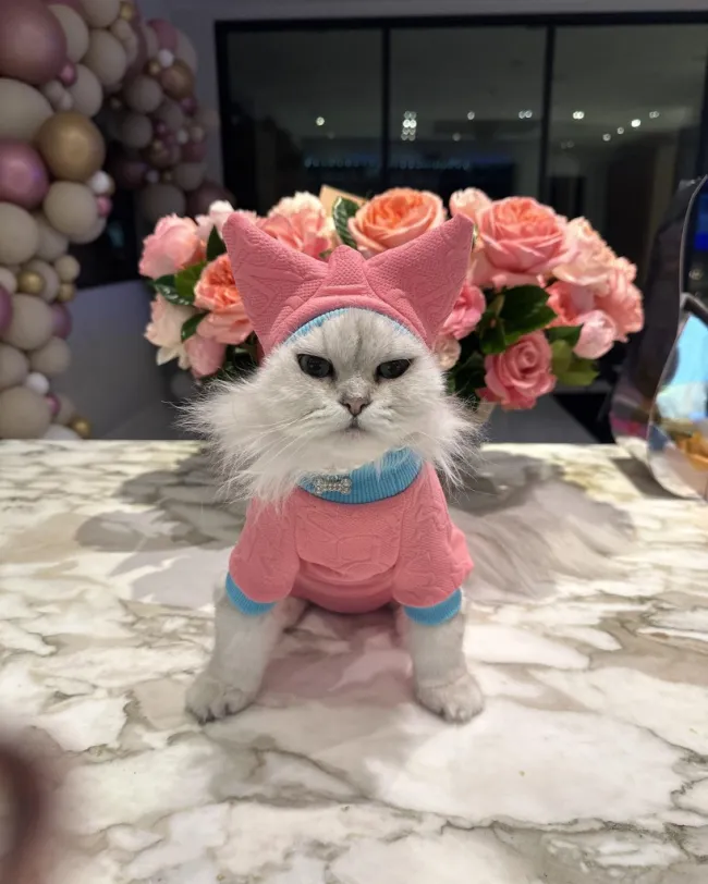El gato de Kate Beckinsale